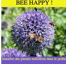 Bee happy installez des plantes mellifères