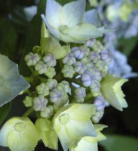 Blue-Deckle-opening-bloem-closeup