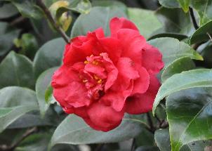 Camellia-japonica-Dr-Burnside-3