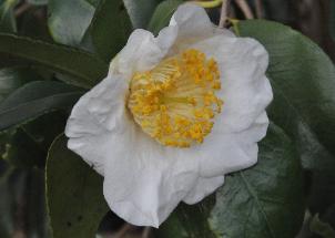 Camellia-japonica-Alba-Simplex