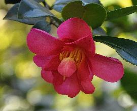 Camellia-sasanqua-Hiryu-closeup-synScarlet-Dragon
