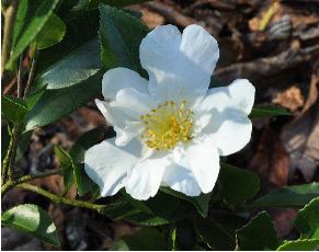 Camellia-sasanqua-Orcival-closeup
