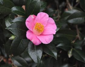Camellia-x-williamsii-St-Ewe-hybride-camjaponica-x-C-saluenensis