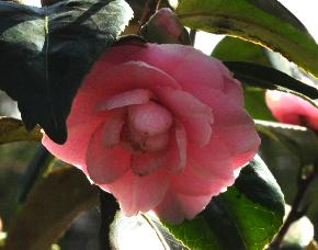 CamelliajaponicaUsootome