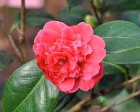 CamelliajaponicaMartinCachet