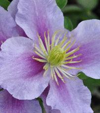 Clematis 'Nelly Moser' 