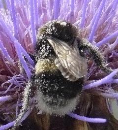 Cynara-and-Humble-Bee-picture- Kardoen- met - hommel- closeup