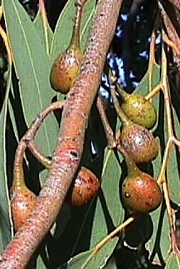 Eucalyptus-vruchten