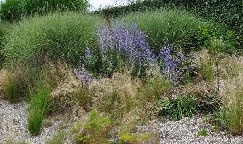 Perovskia-blue spire- and- grasses