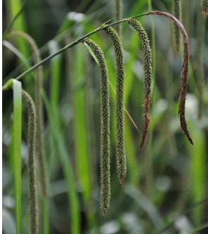 Hangende-zegge-Carex-Pendula