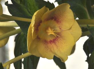 Helleborus orientalis 'Special Yellow Spotted' closeup2