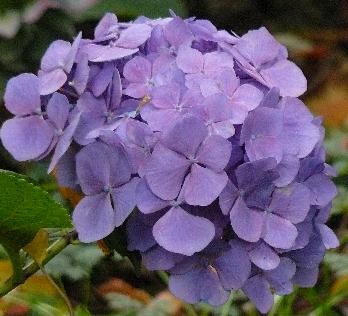 Hydrangea-Holehird-Purple-picture-of-flowers-end-october-2010