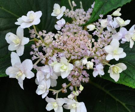 Hydrangea involucrata -'YorakuTama'-Sugimoto-closeup van de bloemen in augustus. 