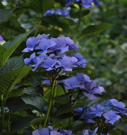 Hydrangea-macrophylla-Blaumeise-picture-in-august2011