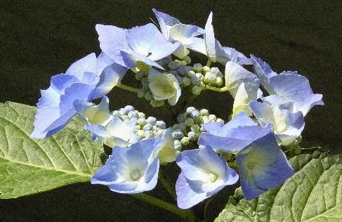 Hydrangea-macrophylla-Blaumeise-picture-of-young-flowers