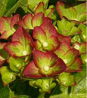Hydrangea Macrophylla ' Green Shadow' 