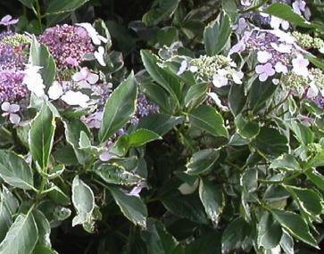 Hydrangea-macrophylla-Tricolor