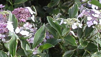 Hydrangea-macrophylla-Tricolor-