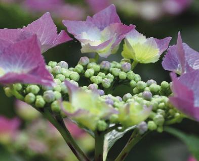 Hydrangea-macrophylla-AnnekeSterken-picture-closeup
