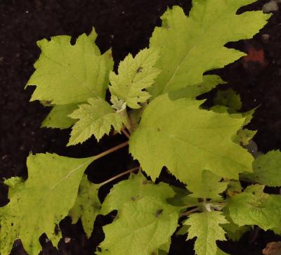Hydrangea-quercifolia-Little-Honey-jonge-plant
