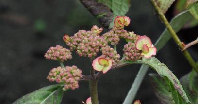 Hydrangea-serrata-Kiyosumi-opening-flowers
