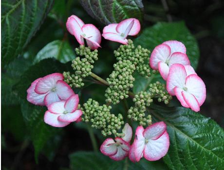 Hydrangea-serrata-Kiyosumi-young-flowers