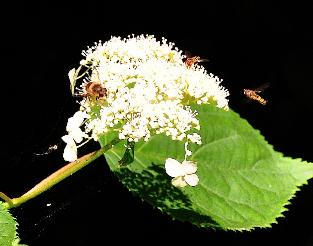 Hydrangeaarborescensbijenbezoek