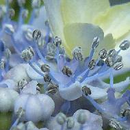 Hydrangea serrata 'Blue deckle' opening