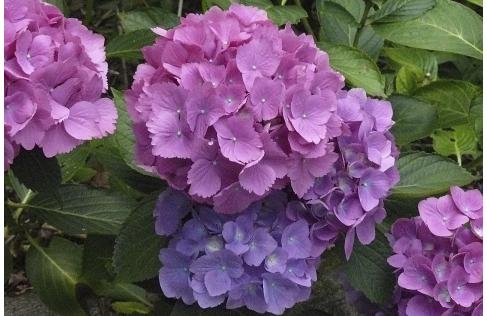 Hydrangeamacrophylla-Ursula-violet-kleurige-bloemen