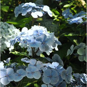 Hydrangea macrophylla 'Blauling' Teller - Wädenswil 1984 pic4