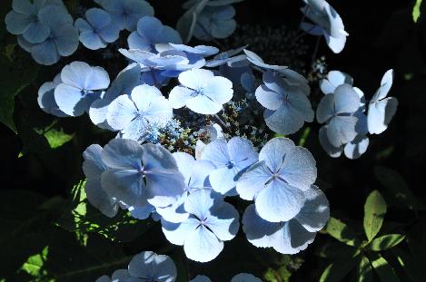 Hydrangea macrophylla 'Blauling' Teller - Wädenswil 1984