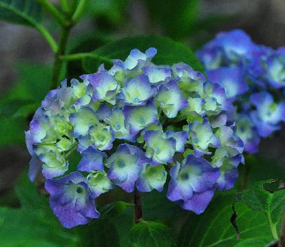 HydrangeamacrophyllaAdmirationblauwebloembollenvn2