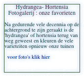 Hydrangea- Hortensia 