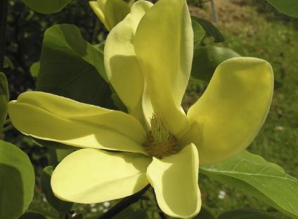 MAGNOLIA 'DAPHNE'  zwavel gele bloemen 