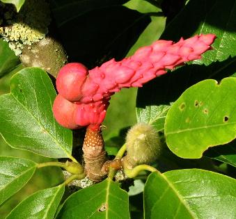 MagnoliadenudataPurpleFormvruchtVNN
