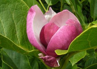 Magnolia x soulangeana closeup bloem