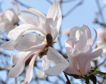 Magnolia  stellata 'Dr Masey'