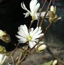 Magnolia stellata bloem in de maand maart