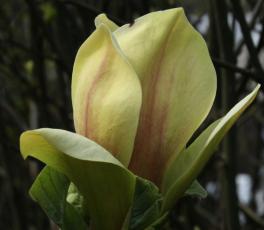 Magnolia x 'sSunsation' 