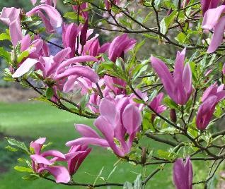 Magnolia 'SUSAN' bloemen 