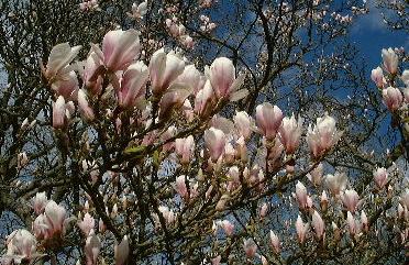 Magnolia x soulangeana bloeiwijze