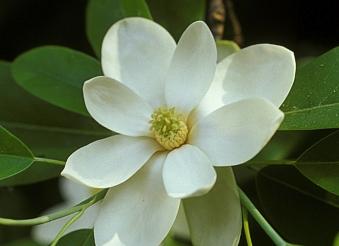 Magnolia virginiana australis 