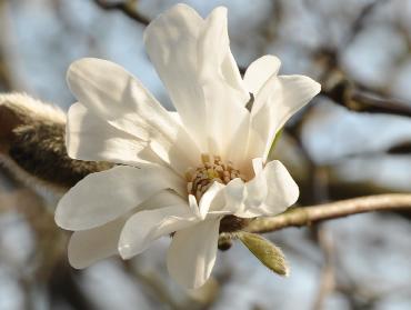 Magnolia x kewensis Wada's Memory' , bijzondere magnolia kruising tussen M. Kobus en M. salicifolia
