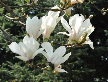 Magnolia x soulangeana 'Speciosa' 