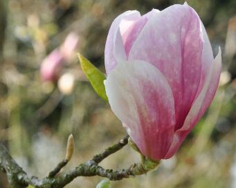 Magnolia x soulangeana 'Norberti'