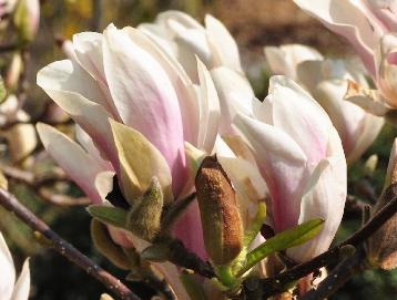 Magnolia x soulangeana 'Lilliputian' closeup 