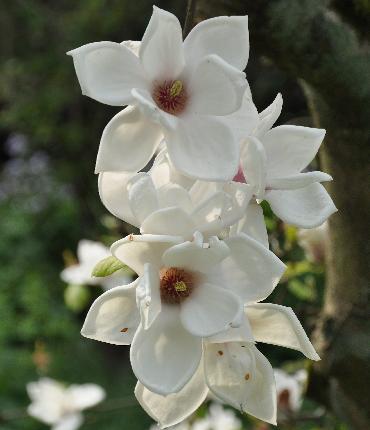 Magnolia x Veitchii - kruising van Magnolia denudata en M. campellii
