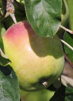 Malus-domestica-Hondekop-appel