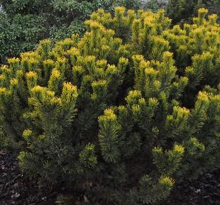 PinusmugoCarsten