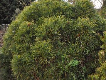 Pinus_nigra_'Würstle'